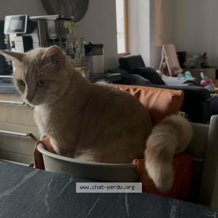 Photo 1/1 Boulette Chat perdu à Peillonnex