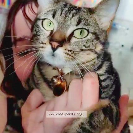 Photo de chat perdu à Marseille