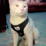 Photo de chat perdu à Karachi