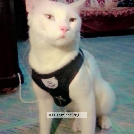 Photo 1/1 Billu Chat perdu à Karachi