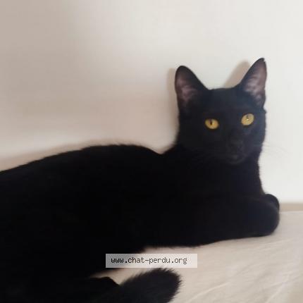 Photo 1/1 Vicky Chat perdu à Nezel