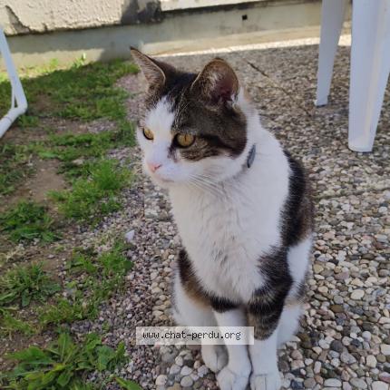 Photo 1/1 Phibi Chat perdu à Favieres