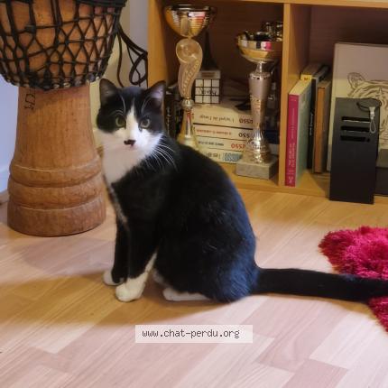 Photo de chat perdu à Villefranche Sur Saone