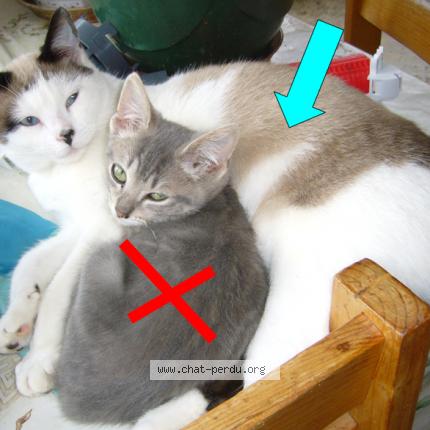 Photo 1/1 Zouzou blanc Chat perdu à Audelange rochefort sur nenon