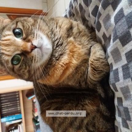 Photo de chat perdu à Santec