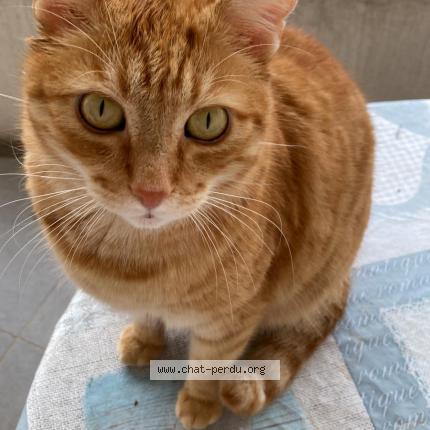 Photo 1/1 Stan Chat perdu à Grenoble