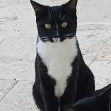 Photo de chat perdu à Le Pouget