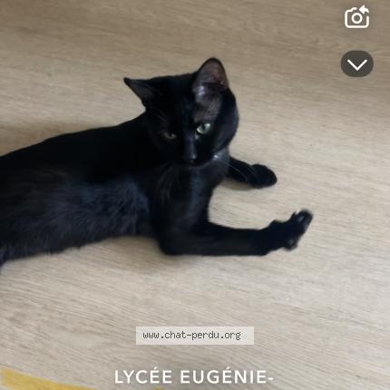 Photo 1/1 Oscar Chat perdu à Montruil