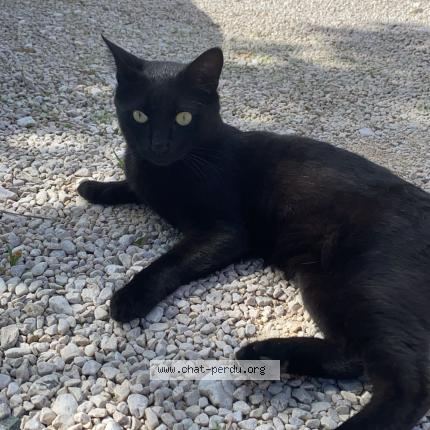 Photo de chat perdu à Sausset Les Pins