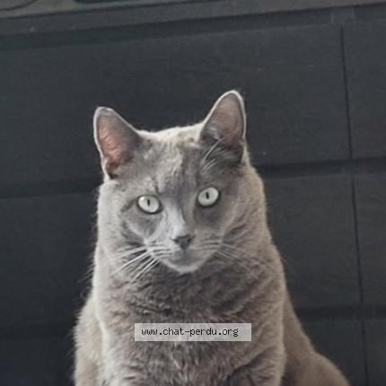 Photo de chat perdu à Ploubezre