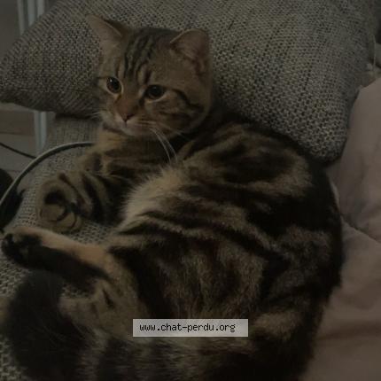 J'ai perdu mon chat : comment le retrouver ? Nos conseils