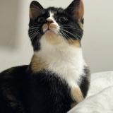 Photo de chat perdu à Plaisir