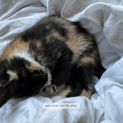 Photo 2/3 Chat retrouvé Perdu à Plaisir