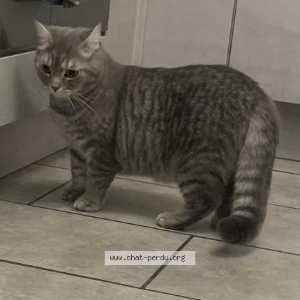 Photo 1/1 Sherkan Chat perdu à Le meux