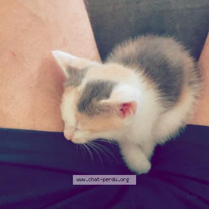 Photo 1/1 Alya Chat perdu à Marmande