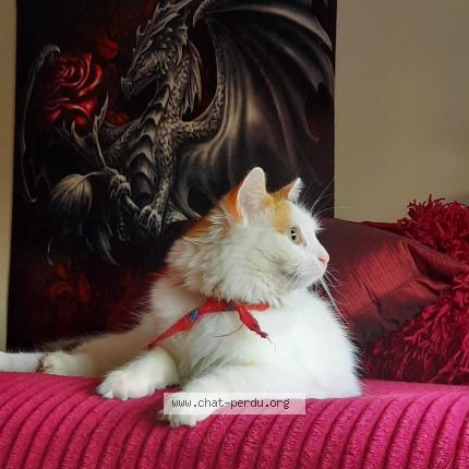 Photo 1/1 Nena Chat perdu à Longueil