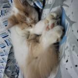 Photo de chat perdu à Chennai