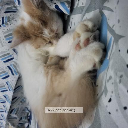 Photo 1/1 Teddy Chat perdu à Chennai