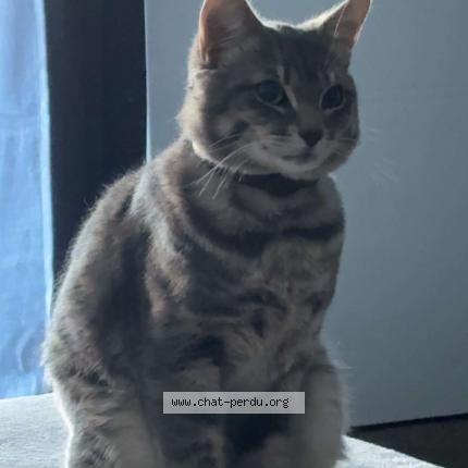 Photo 1/2 Mimoune Chat perdu à Orcet