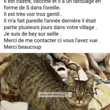 Photo 1/2 Pimousse Chat perdu à Bey sur seille