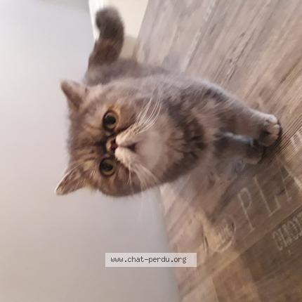 Photo 1/1 Sweety Chat perdu à Colomiers