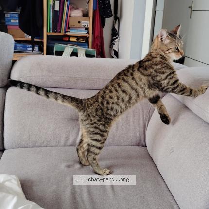 Photo de chat perdu à Cernay