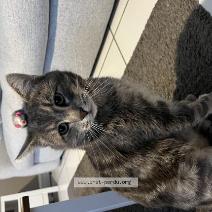 Photo 1/1 Peio Chat perdu à Etainhus