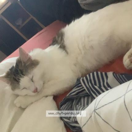 Photo 1/1 China Chat perdu à Reims