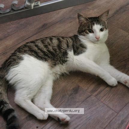 Photo de chat perdu à Saulxures Les Nancy