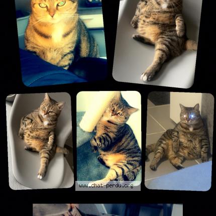 Photo de chat perdu à Sin Le Noble