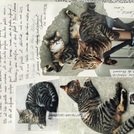 Photo 1/1 Lolame Chat perdu à Beaucamps