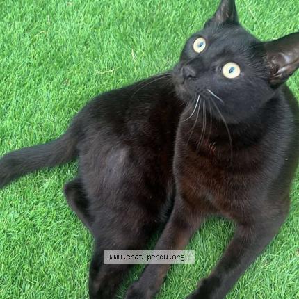Photo de chat perdu à Le Porge