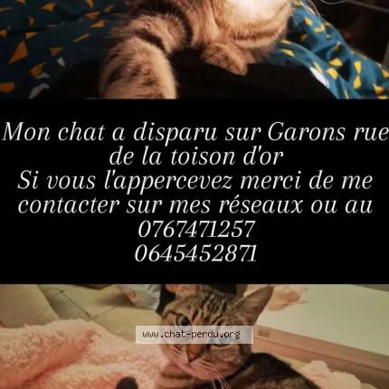 Photo 1/1 Chat retrouvé Perdu à Garons