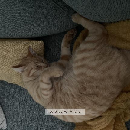 Photo 1/1 Sticky Chat perdu à Nantes