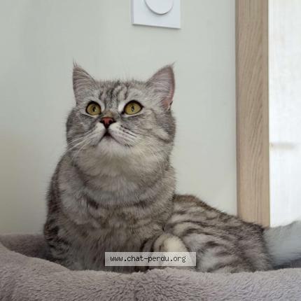 Photo 1/1 Iana Chat perdu à Montfavet