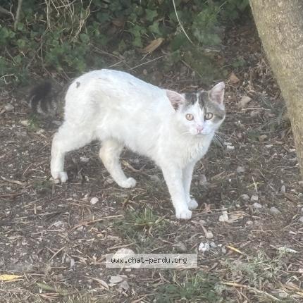 Photo 1/1 Chat trouvé Trouvé à Poussan