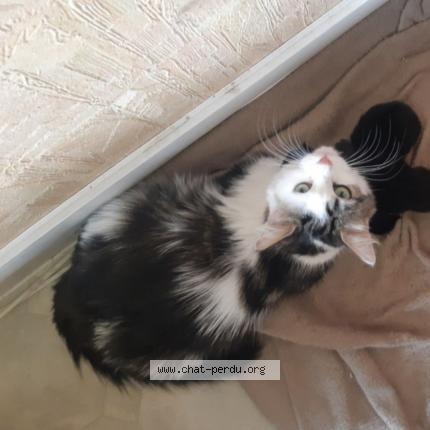 Photo de chat perdu à Argenteuil
