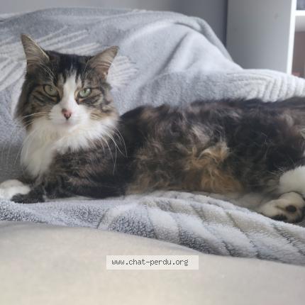 Photo 1/2 Sally Chat perdu à Breuil le sec