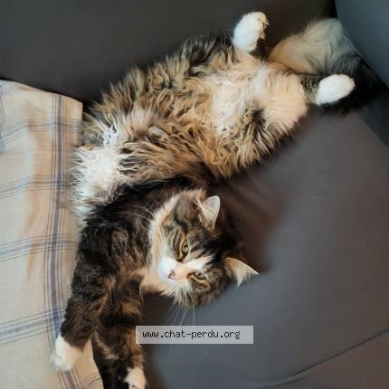 Photo 2/2 Sally Chat perdu à Breuil le sec