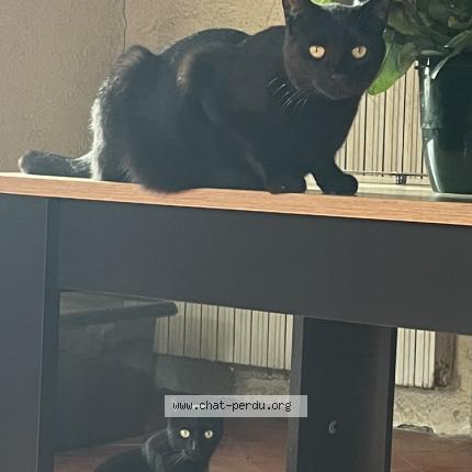 Photo 1/1 Reiki Chat perdu à Montbazin