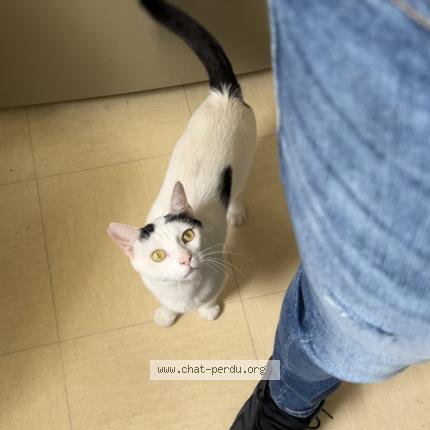 Photo 1/1 Luffy Chat perdu à Jouy le moutier