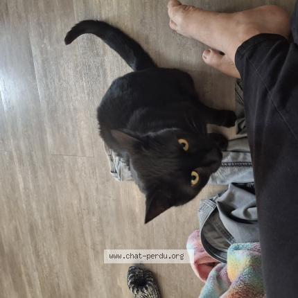 Photo de chat perdu à Apprieu