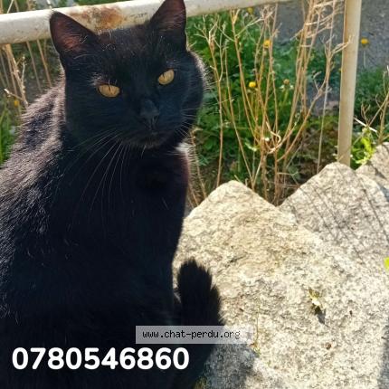 Photo 1/1 Glue Chat perdu à Ambriere les vallees