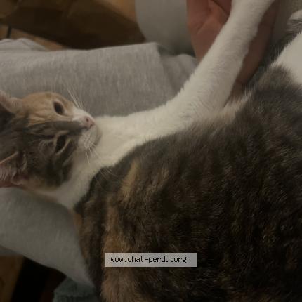 Photo 1/1 Shaï Chat perdu à Paris