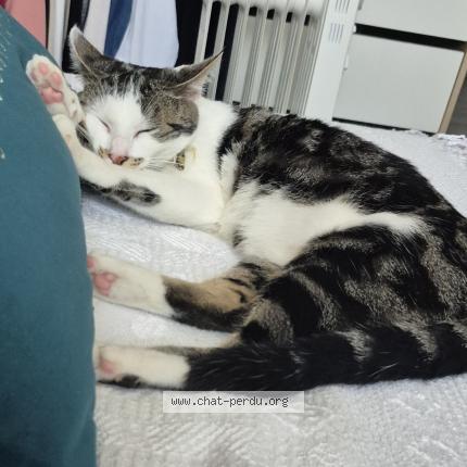 Photo de chat perdu à Courcelles Les Lens