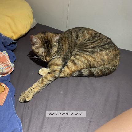 Photo de chat perdu à Fontenay Sous Bois