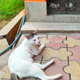 Photo de chat perdu à Habra