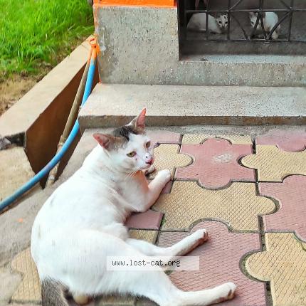 Photo 1/1 KUTTUSH Chat perdu à Habra