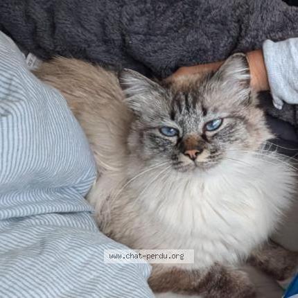 Photo de chat perdu à Montpellier