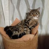 Photo de chat perdu à Saint Cyr Lecole